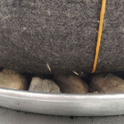 Nicol Punch #2 growlog timeline photo