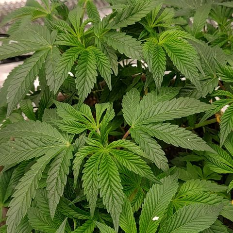 Nicol Punch #2 growlog timeline photo