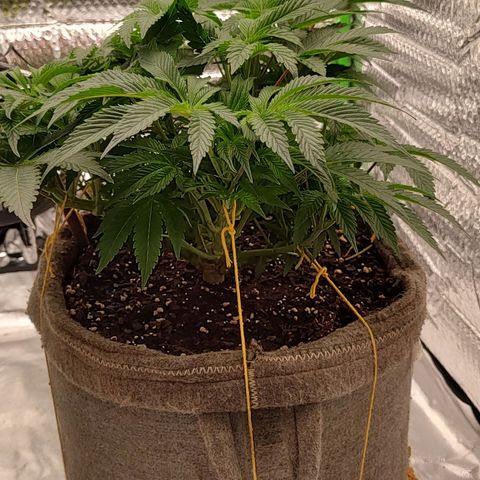Nicol Punch #2 growlog timeline photo