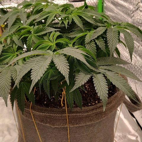Nicol Punch #2 growlog timeline photo