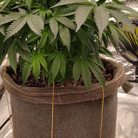 Nicol Punch #2 growlog timeline photo