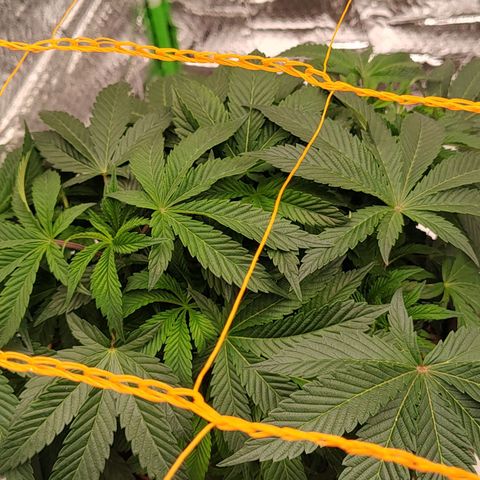 Nicol Punch #2 growlog timeline photo