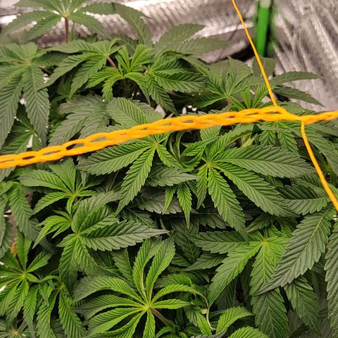 Nicol Punch #2 growlog timeline photo