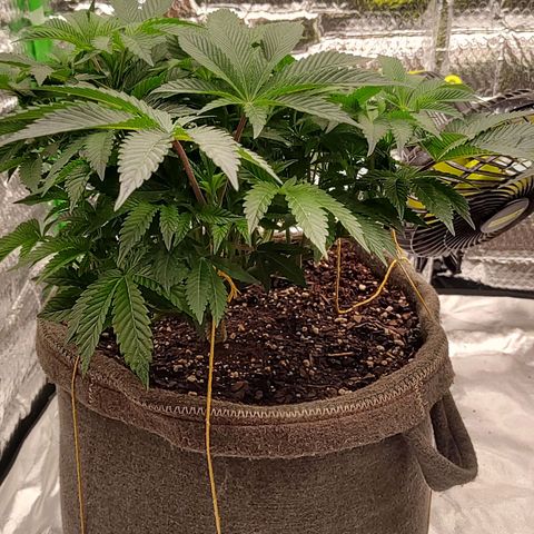 Nicol Punch #2 growlog timeline photo