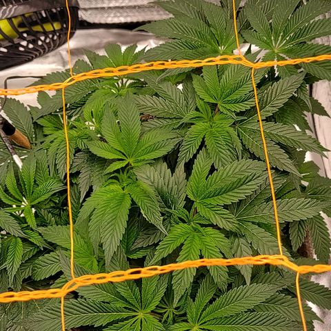 Nicol Punch #2 growlog timeline photo