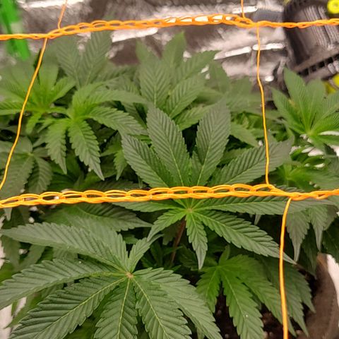 Nicol Punch #2 growlog timeline photo