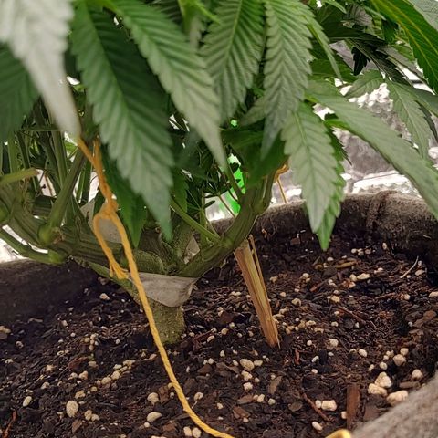 Nicol Punch #2 growlog timeline photo