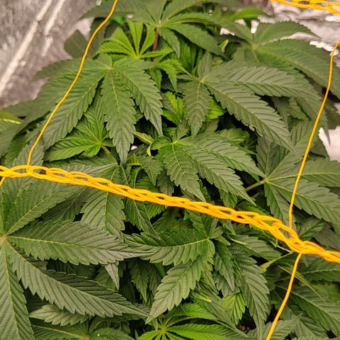 Nicol Punch #2 growlog timeline photo