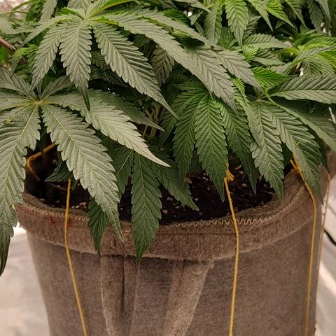 Nicol Punch #2 growlog timeline photo