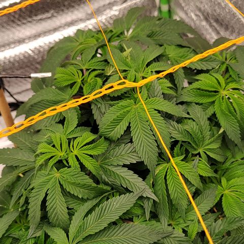Nicol Punch #2 growlog timeline photo