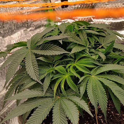 Nicol Punch #2 growlog timeline photo