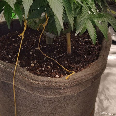 Nicol Punch #2 growlog timeline photo