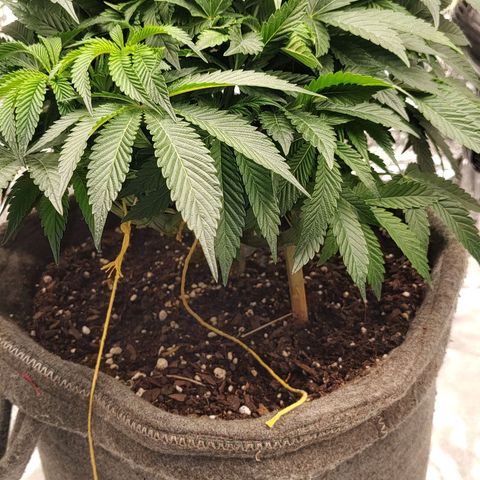 Nicol Punch #2 growlog timeline photo