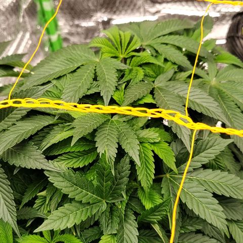 Nicol Punch #2 growlog timeline photo