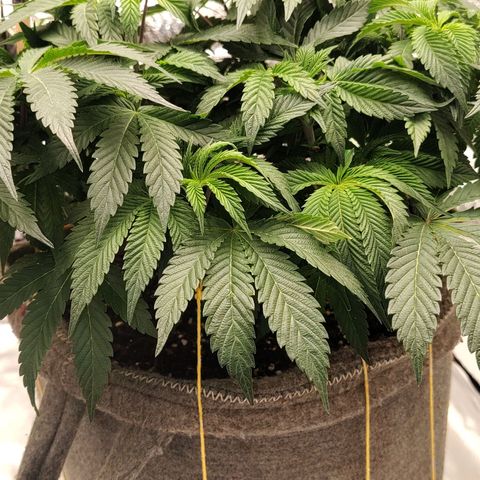 Nicol Punch #2 growlog timeline photo
