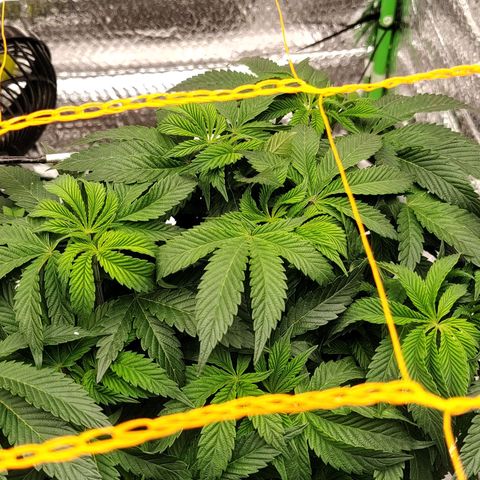 Nicol Punch #2 growlog timeline photo