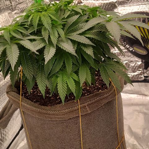 Nicol Punch #2 growlog timeline photo