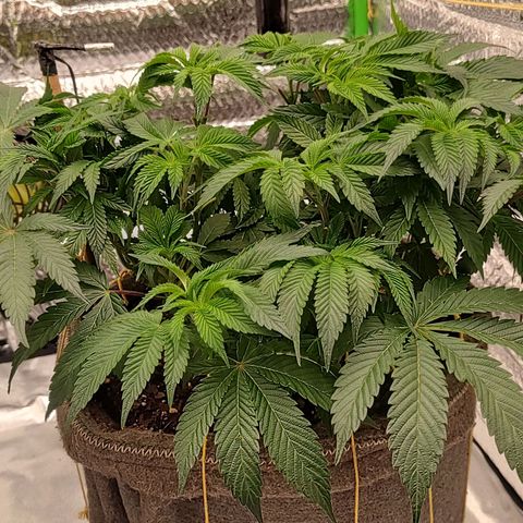 Nicol Punch #2 growlog timeline photo