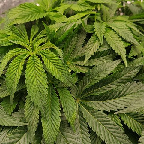 Nicol Punch #2 growlog timeline photo