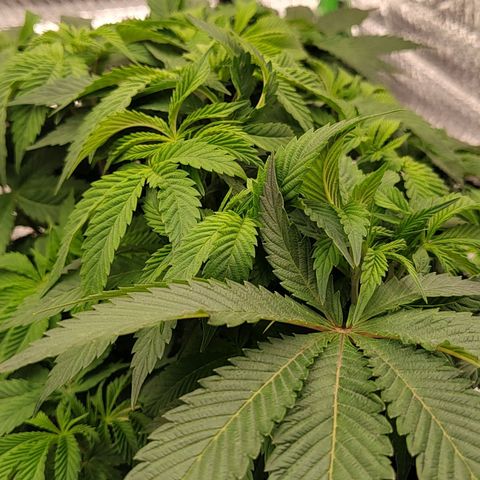 Nicol Punch #1 growlog timeline photo