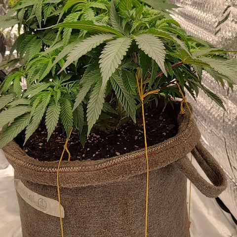 Nicol Punch #1 growlog timeline photo