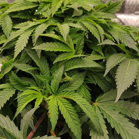 Nicol Punch #2 growlog timeline photo
