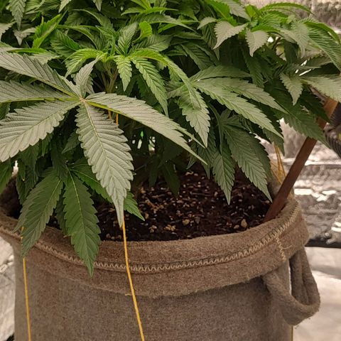 Nicol Punch #2 growlog timeline photo