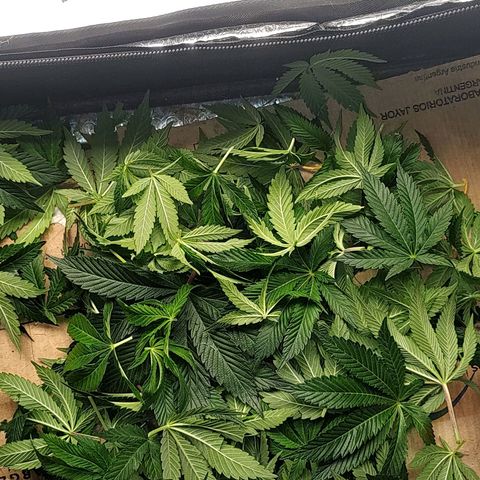 Nicol Punch #2 growlog timeline photo