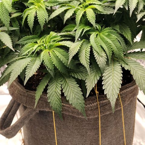 Nicol Punch #2 growlog timeline photo