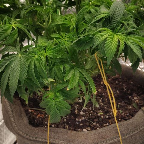 Nicol Punch #2 growlog timeline photo