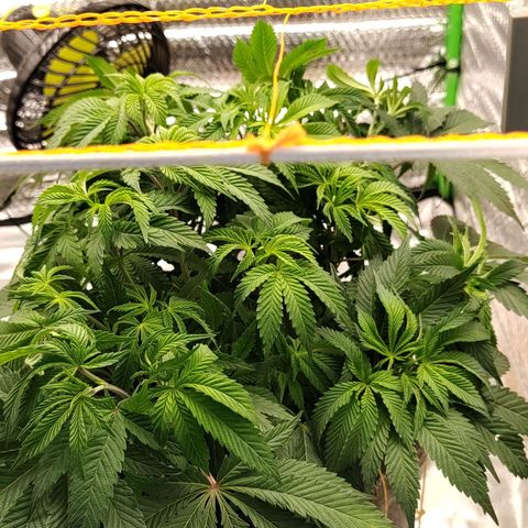 Nicol Punch #2 growlog timeline photo