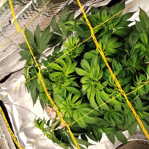 Nicol Punch #2 growlog timeline photo