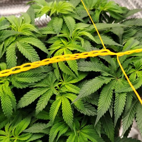 Nicol Punch #2 growlog timeline photo