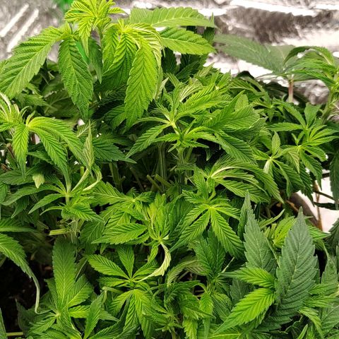 Nicol Punch #2 growlog timeline photo