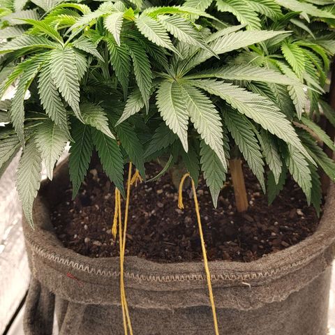 Nicol Punch #2 growlog timeline photo