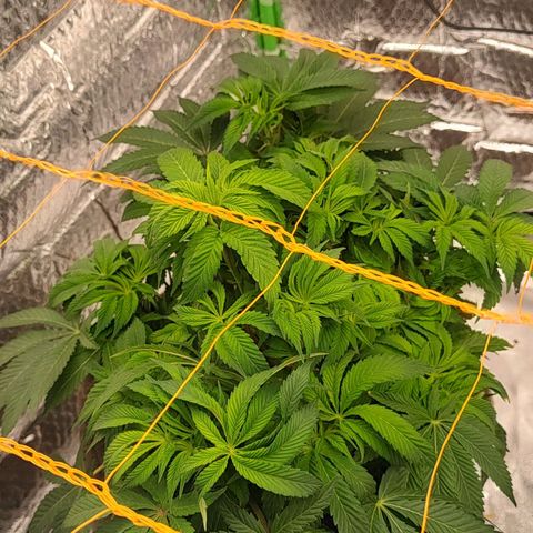 Nicol Punch #2 growlog timeline photo