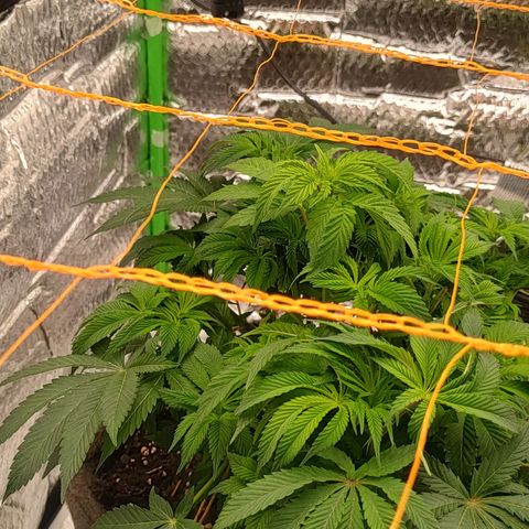 Nicol Punch #2 growlog timeline photo