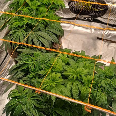 Nicol Punch #2 growlog timeline photo