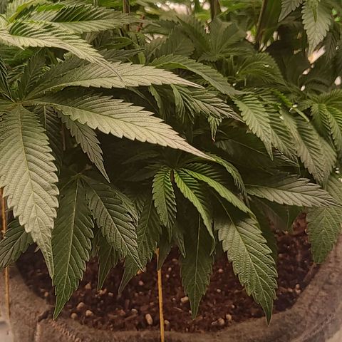 Nicol Punch #2 growlog timeline photo