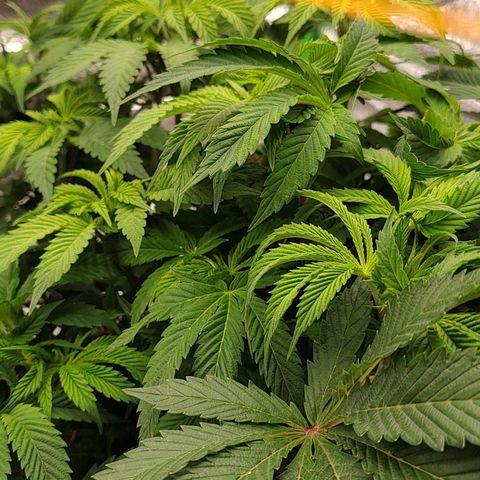 Nicol Punch #2 growlog timeline photo