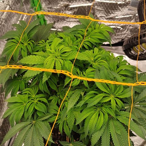 Nicol Punch #2 growlog timeline photo