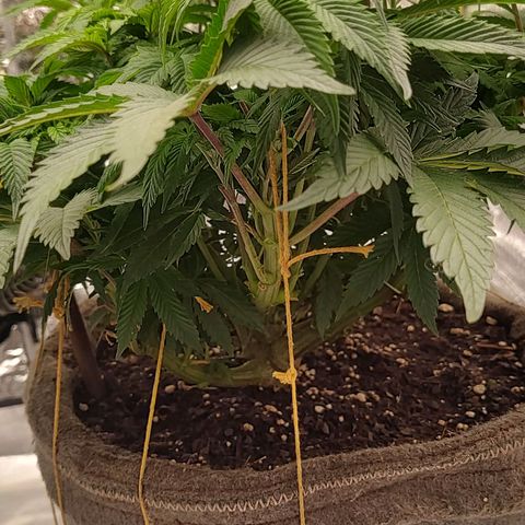 Nicol Punch #2 growlog timeline photo