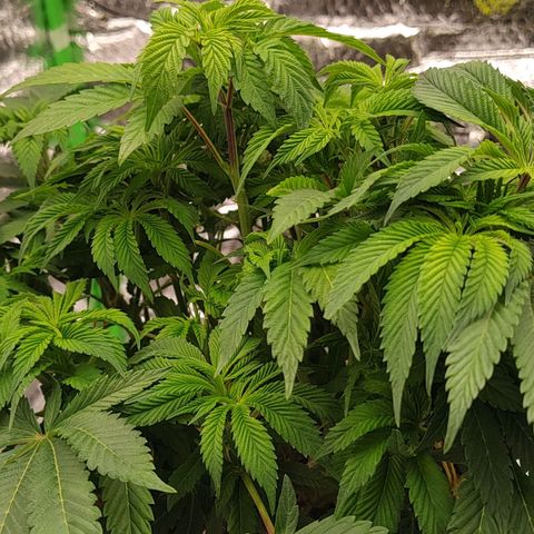 Nicol Punch #2 growlog timeline photo
