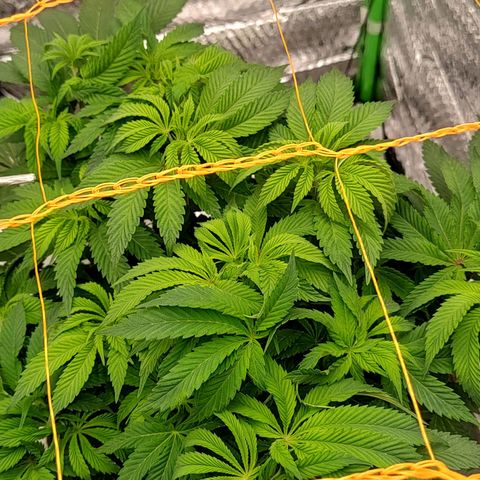 Nicol Punch #2 growlog timeline photo