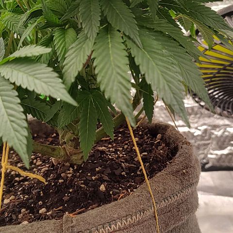 Nicol Punch #2 growlog timeline photo
