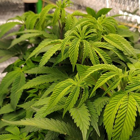 Nicol Punch #1 growlog timeline photo