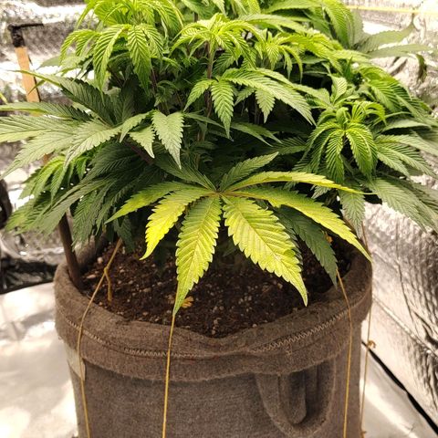 Nicol Punch #1 growlog timeline photo