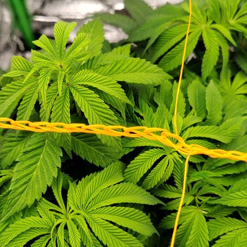 Nicol Punch #2 growlog timeline photo