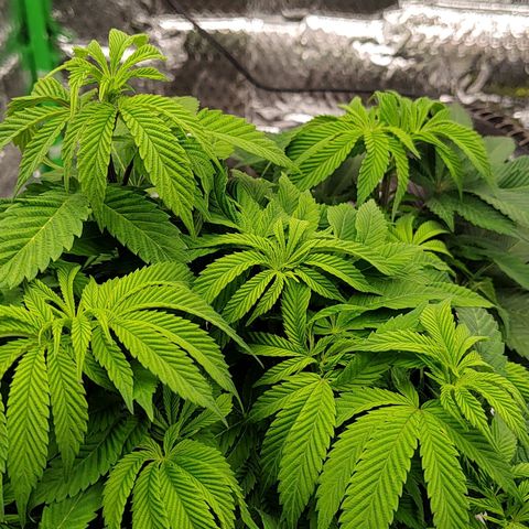 Nicol Punch #2 growlog timeline photo