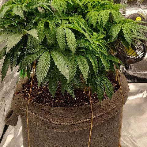 Nicol Punch #2 growlog timeline photo